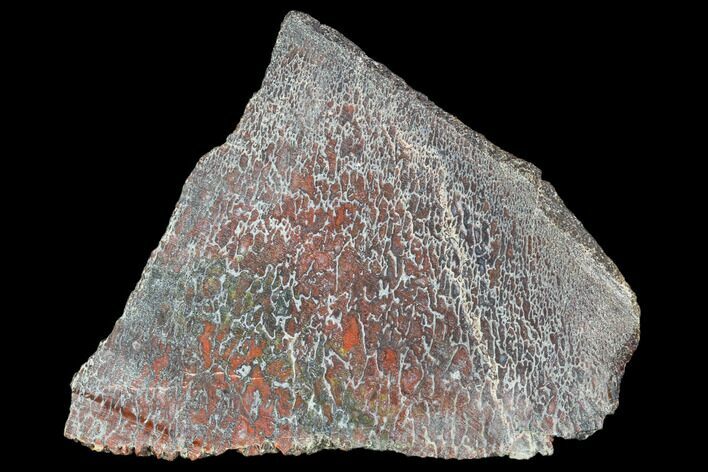 Polished Dinosaur Bone (Gembone) Section - Utah #106907